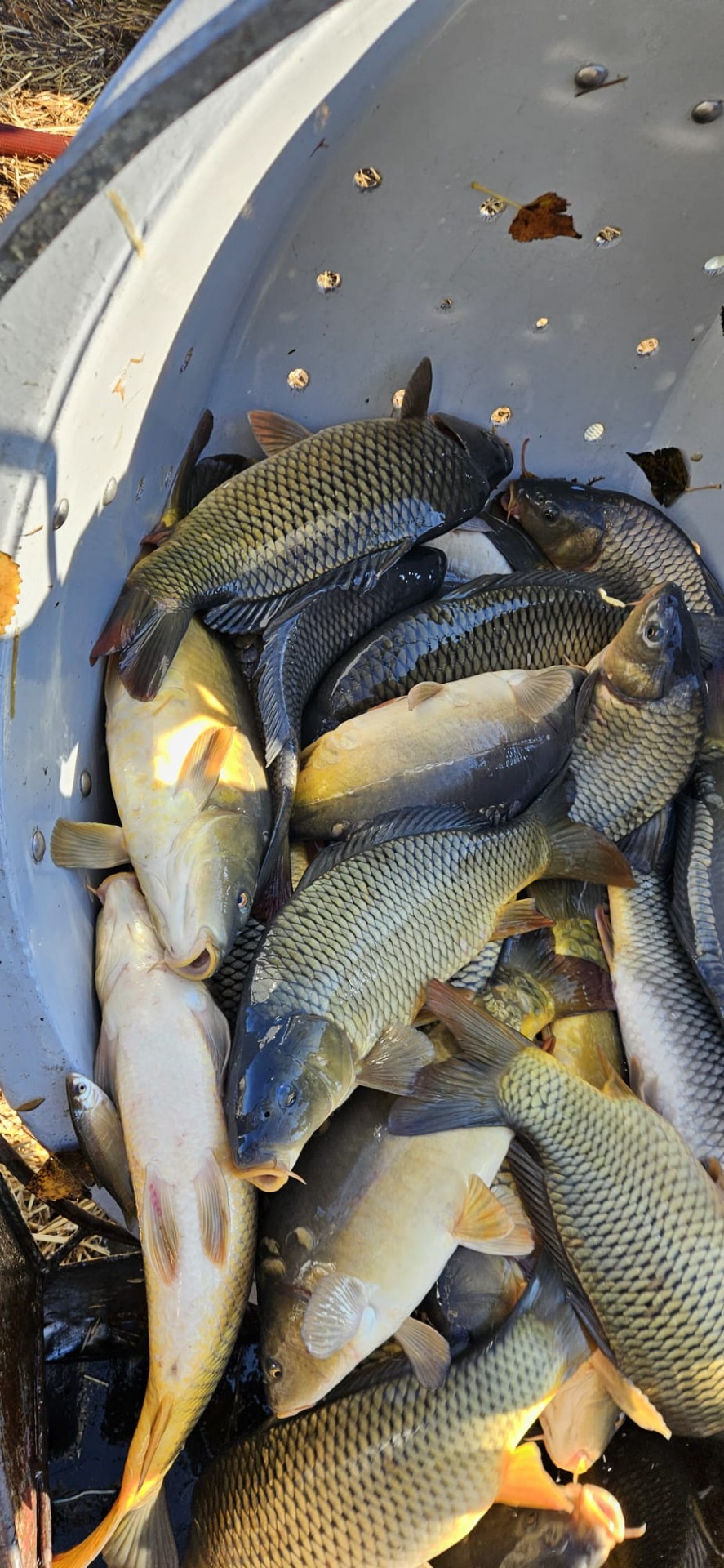 Jesenné zarybnenie 7.11.2025