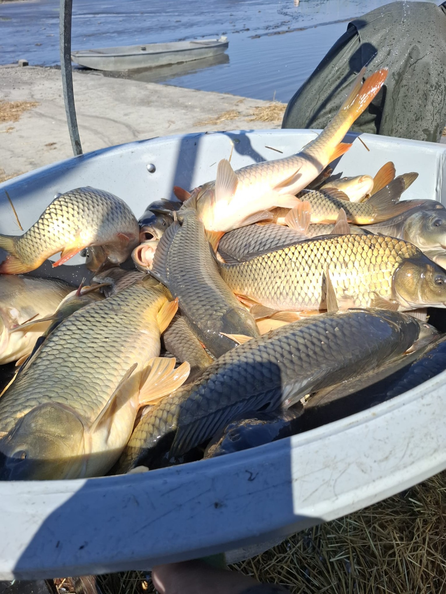 Jarné zarybnenie 11.4.2026